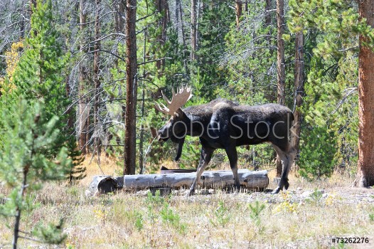 Picture of Bull Moose Walking